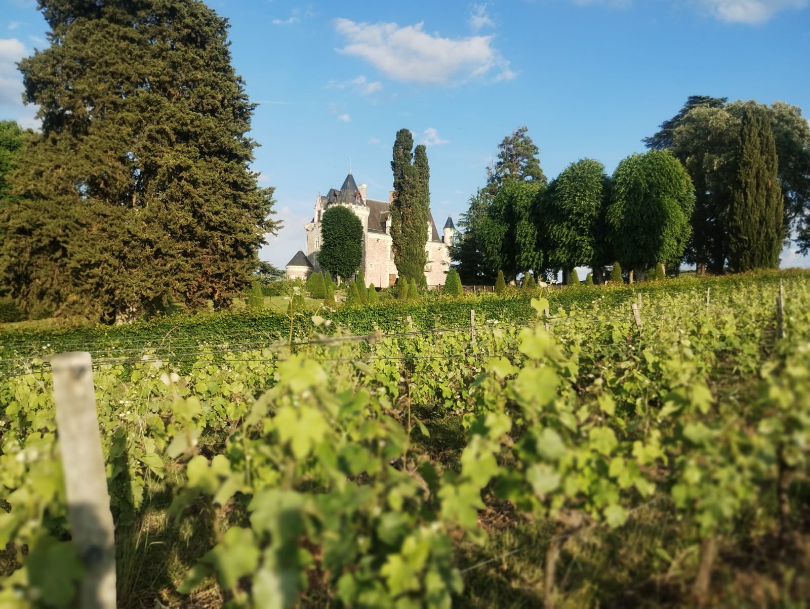 Château en Anjou entouré de vignes